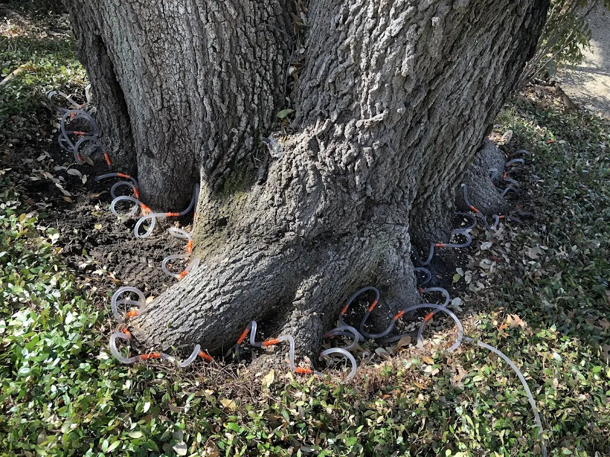 Detailed Shrub and Hedge Trimming job site in Sanger