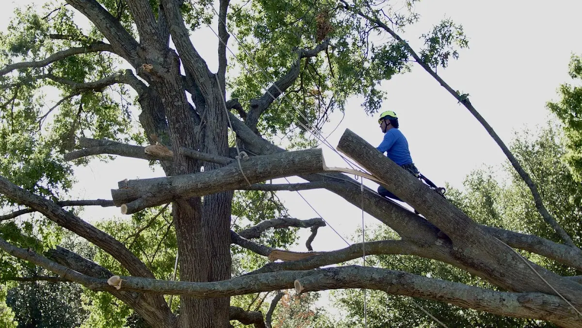 Professional Crown Thinning performed by certified arborists in Sanger