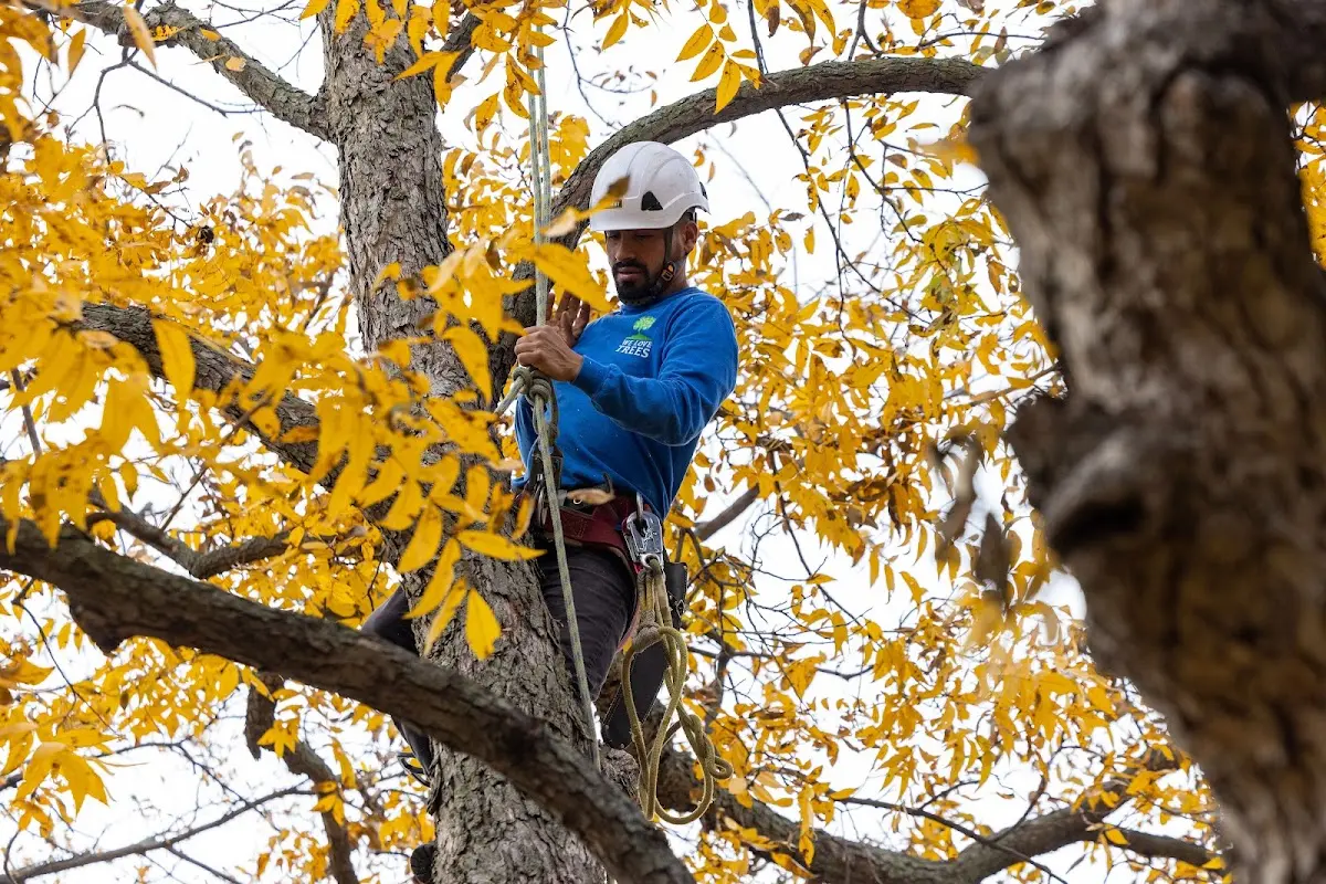 Skilled Tree Planing crew working in Sanger